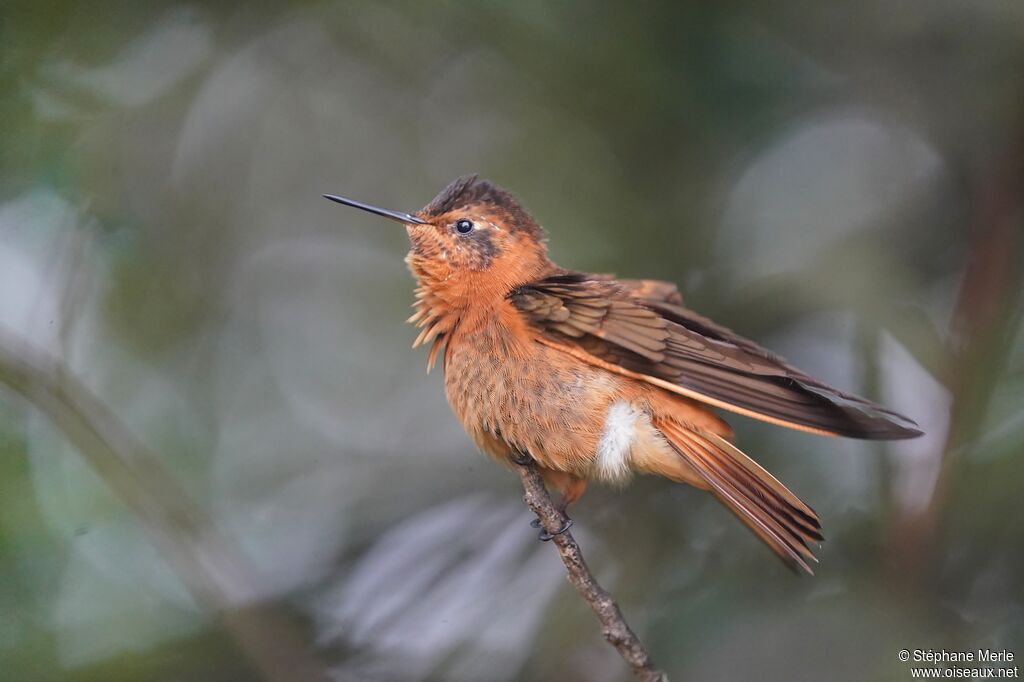 Colibri étincelantadulte