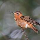 Colibri étincelant