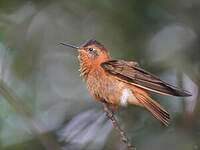 Colibri étincelant