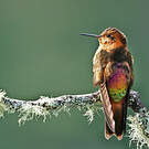 Colibri étincelant