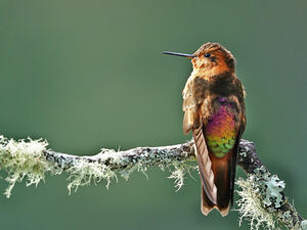 Colibri étincelant