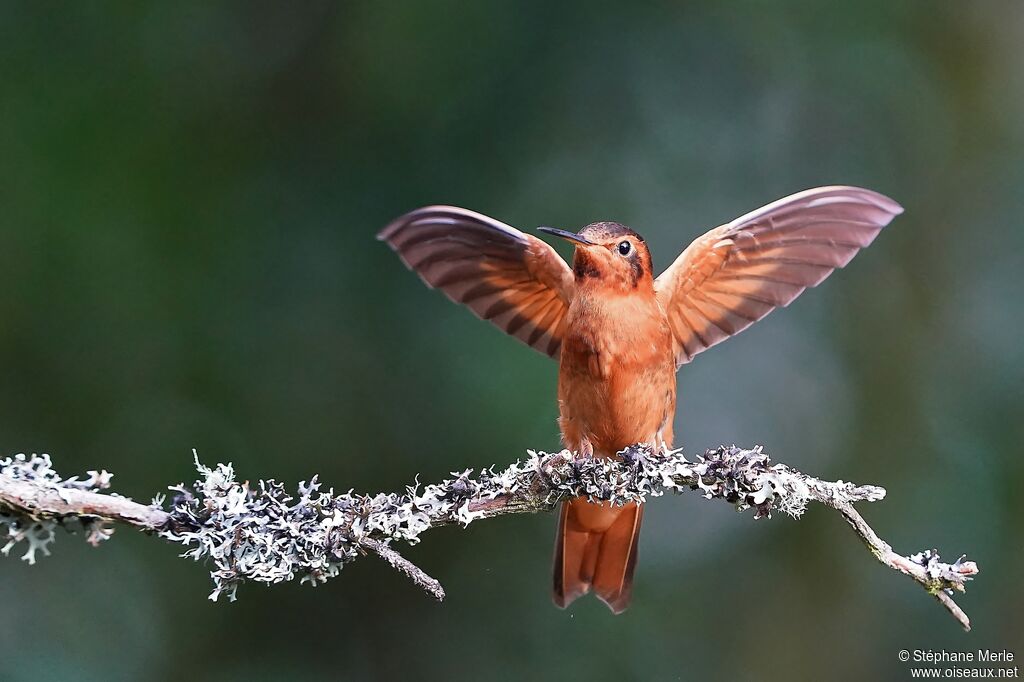 Colibri étincelant