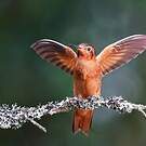 Colibri étincelant