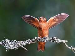 Colibri étincelant