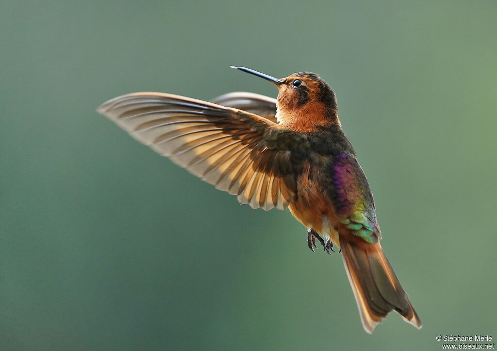 Colibri étincelantadulte