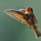 Colibri étincelant