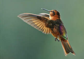 Colibri étincelant