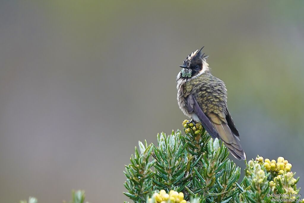 Buffy Helmetcrest male immature