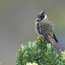 Colibri fauve