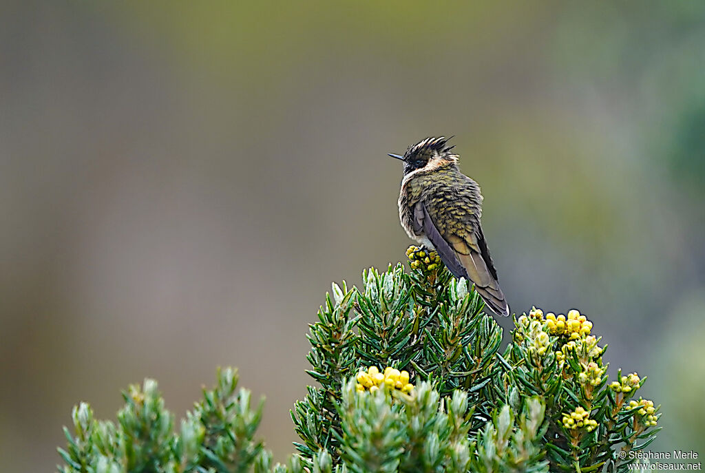 Buffy Helmetcrest male immature