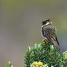 Colibri fauve