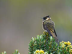 Buffy Helmetcrest