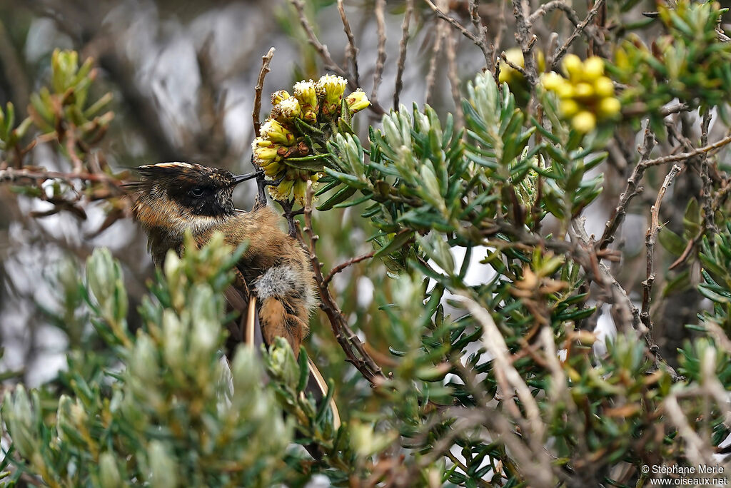 Colibri fauve