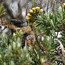 Colibri fauve