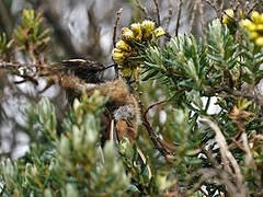 Colibri fauve