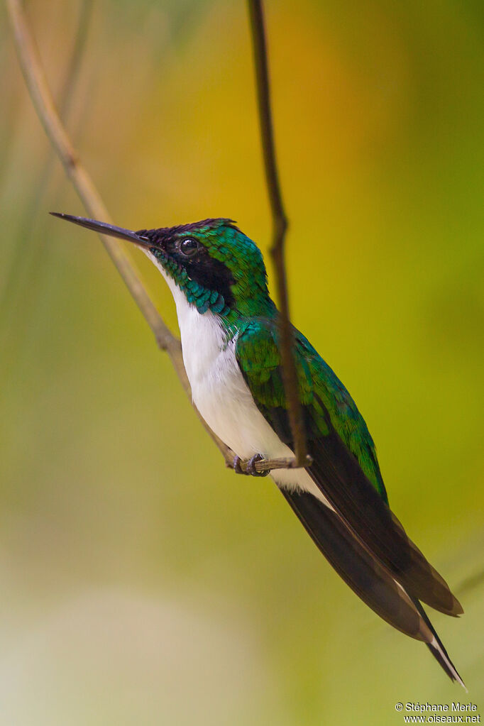 Purple-crowned Fairyadult