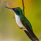Colibri féérique