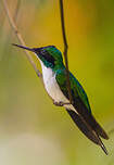 Colibri féérique