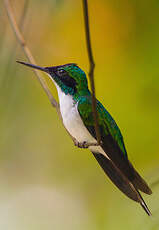 Colibri féérique