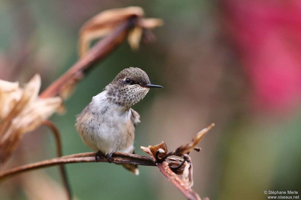 Colibri flammule femelle adulte