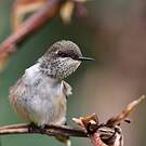 Colibri flammule