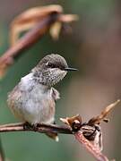 Volcano Hummingbird