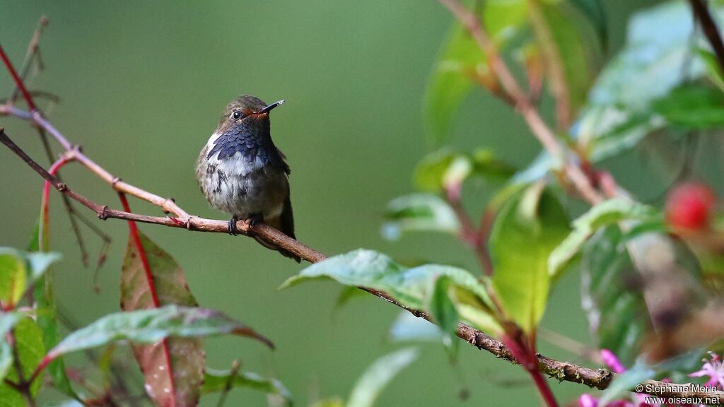 Colibri flammule mâle adulte