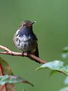 Volcano Hummingbird