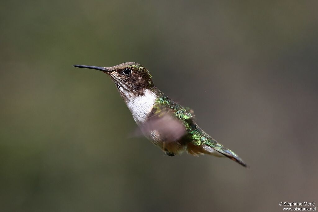 Colibri flammule femelle