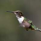 Colibri flammule