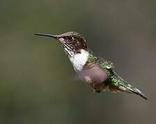 Volcano Hummingbird