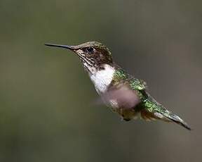 Colibri flammule