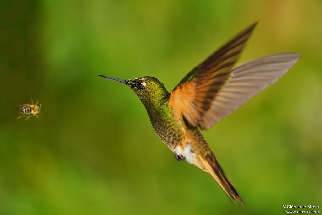 Buff-tailed Coronetadult