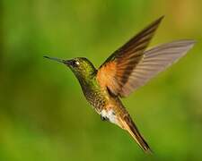 Buff-tailed Coronet