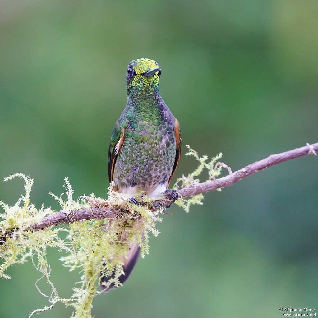 Buff-tailed Coronet