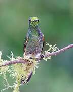 Buff-tailed Coronet