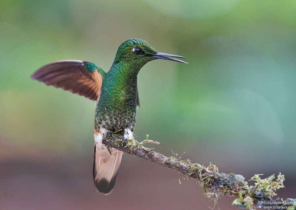 Colibri flavescent mâle adulte