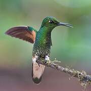 Buff-tailed Coronet