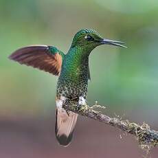 Colibri flavescent