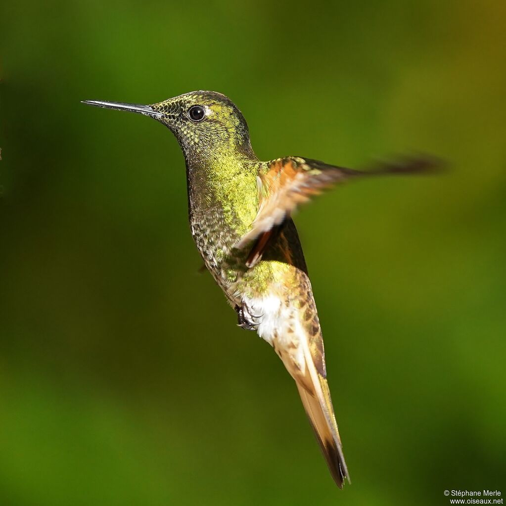 Colibri flavescentadulte