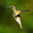 Colibri flavescent