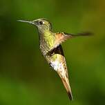 Colibri flavescent