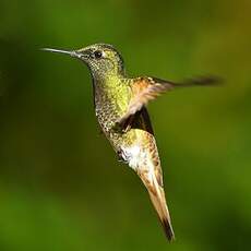 Colibri flavescent