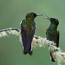 Colibri flavescent