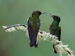 Buff-tailed Coronet