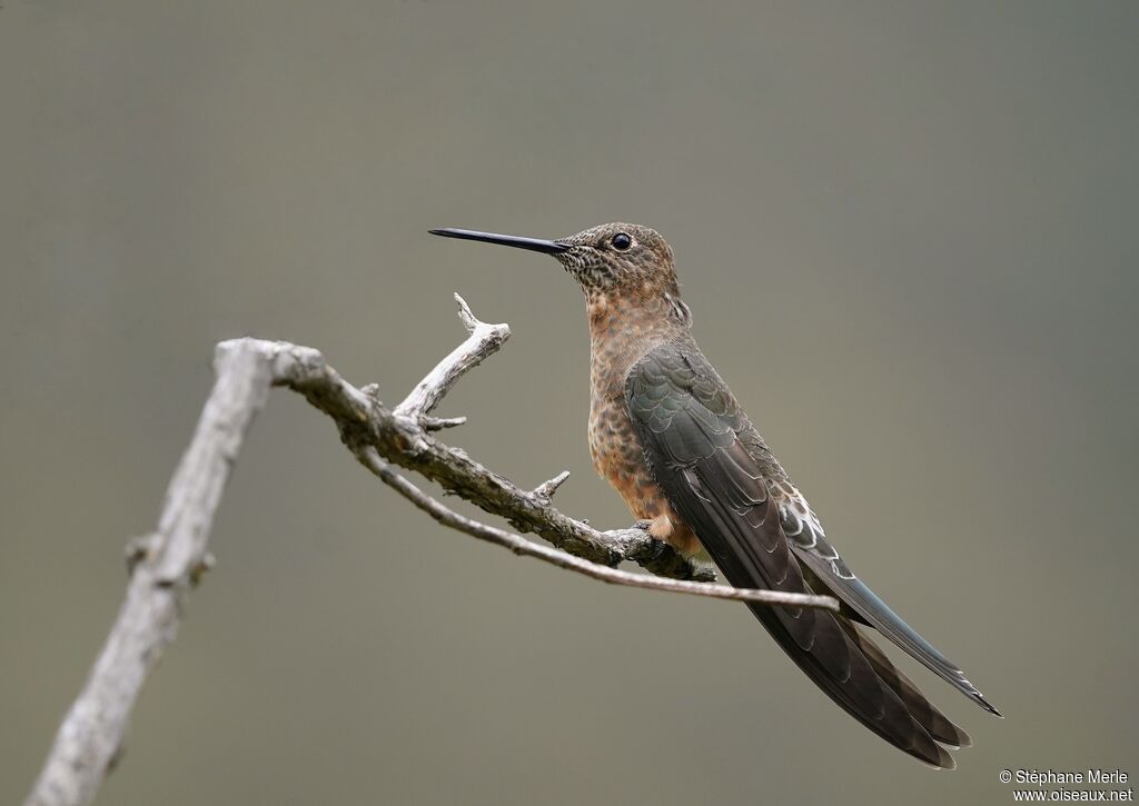 Colibri géantadulte