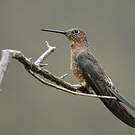 Colibri géant