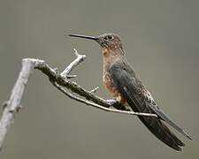 Giant Hummingbird