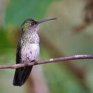 Colibri grivelé