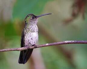 Colibri grivelé